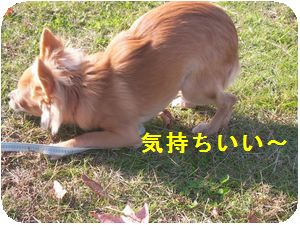 お散歩1.jpg