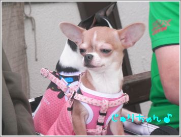 じゅりちゃん.jpg