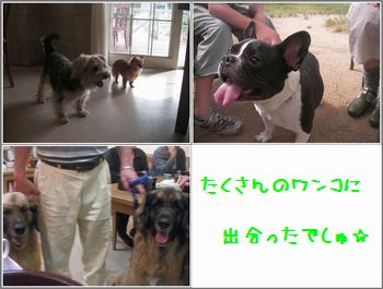 ワンコ統合.jpg