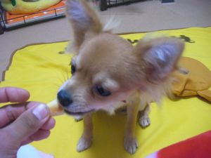 ジャーキー食べてる2.jpg