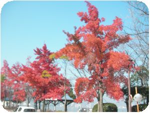 紅葉.jpg