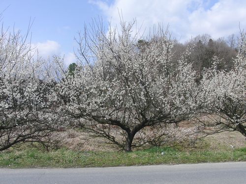 CIMG5034.JPG