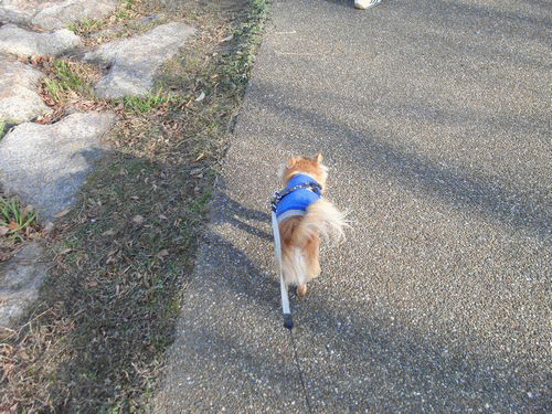 さんぽ.gif