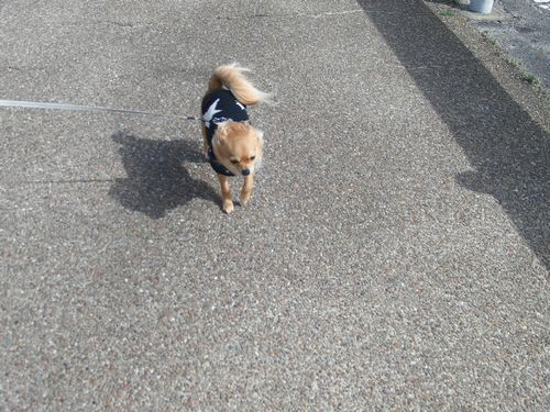 サンポ.gif