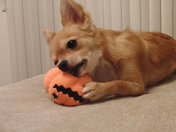 ハロウィン2.gif