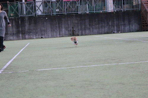 新規.gif