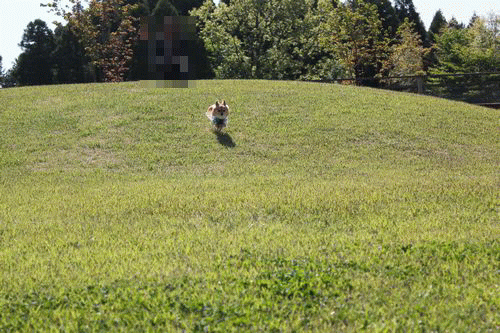 新規1.gif