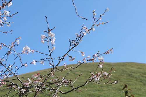 IMG_9864.JPG
