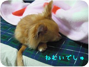 SANY0483.jpg